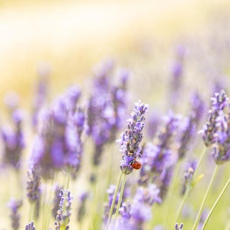 Agriturismo La Valle Della Lavanda - Podere Mezzastrada Fauglia Buitenkant foto