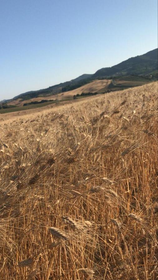 Agriturismo La Valle Della Lavanda - Podere Mezzastrada Fauglia Buitenkant foto