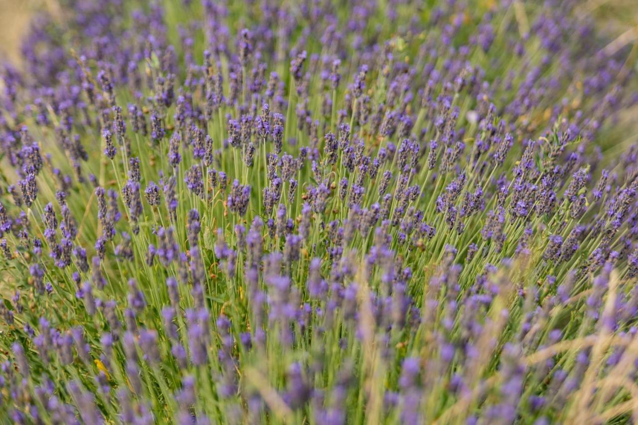 Agriturismo La Valle Della Lavanda - Podere Mezzastrada Fauglia Buitenkant foto